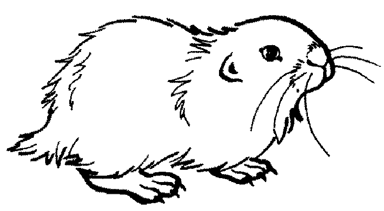 Coloriage Cochon dinde #3954 à imprimer Coloriage Cochon dinde #3954 à imprimer