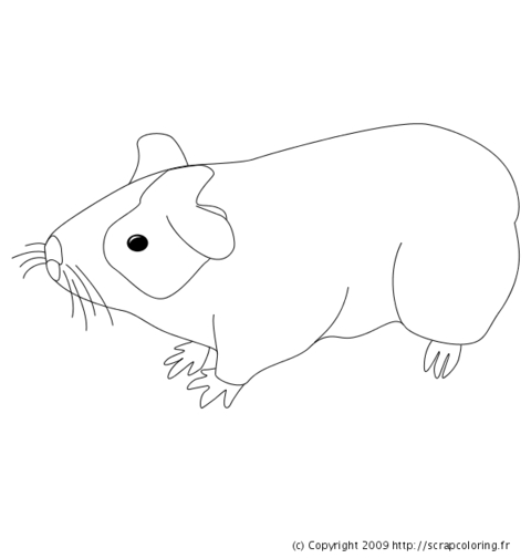 Un cochon d'Inde joyeux dans un cadre amical