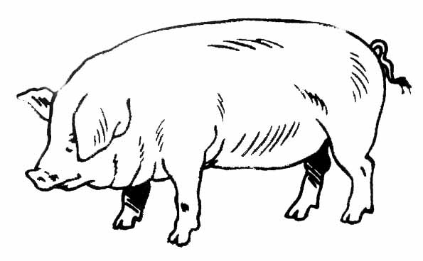 Un cochon joyeux dans un champ verdoyant