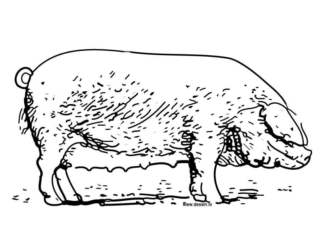 Un cochon joyeux se reposant dans un champ verdoyant