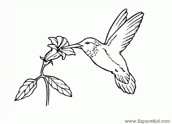 Colibri en plein vol parmi des fleurs tropicales