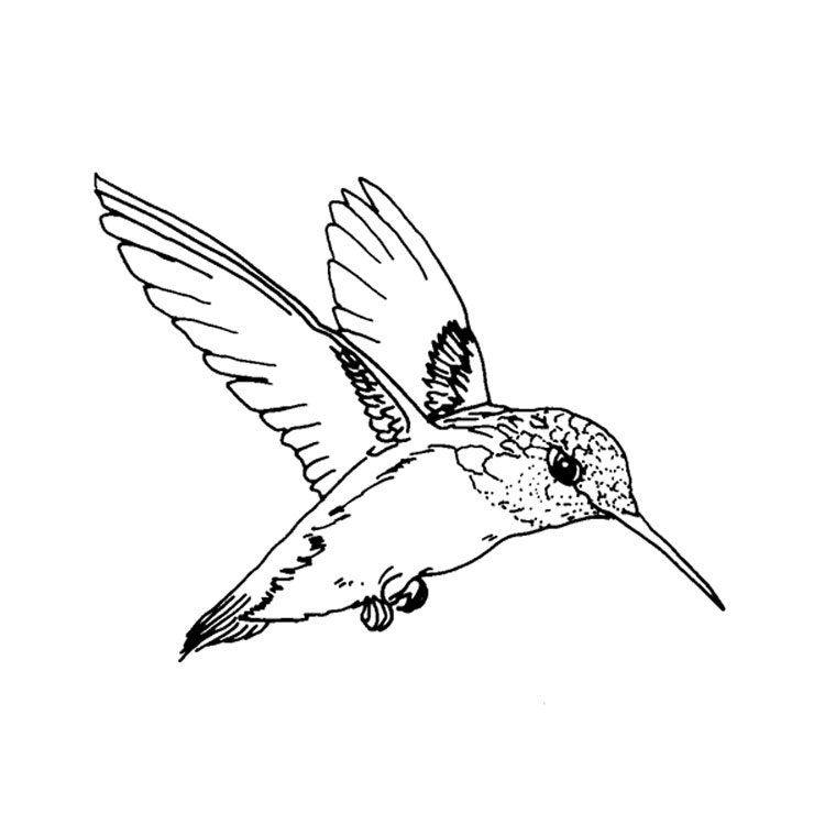 Colibri en plein vol parmi des fleurs tropicales