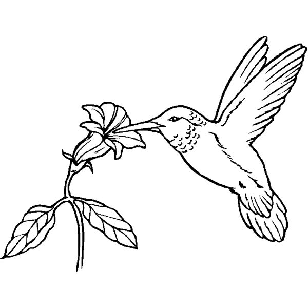 Colibri en plein vol au-dessus d'une fleur