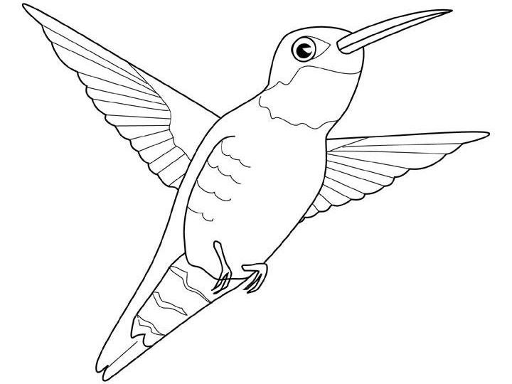 Colibri en vol parmi des fleurs tropicales