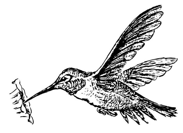 Un colibri en plein vol au-dessus d'une fleur