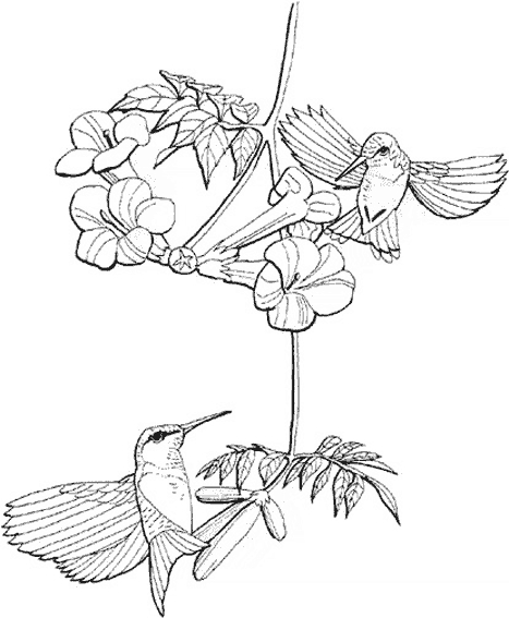 Colibri en plein vol parmi des fleurs tropicales