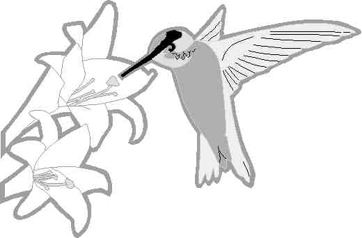 Colibri en plein vol parmi des fleurs tropicales