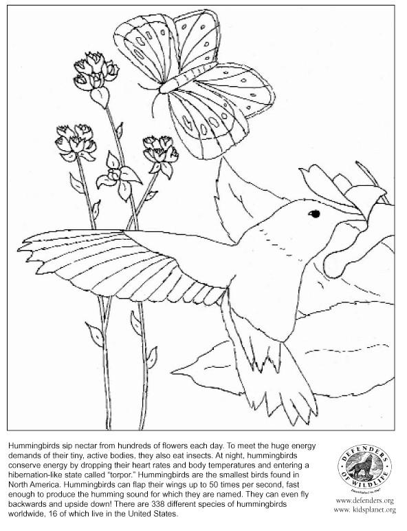 Un colibri en plein vol au-dessus d'une fleur