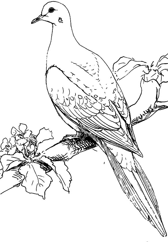 Un coloriage de colombe en vol avec des éléments floraux
