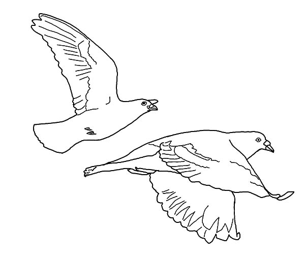 Coloriage d'une colombe en vol au-dessus d'un paysage serein