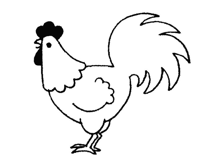 Un coq en pleine parade dans un décor rural