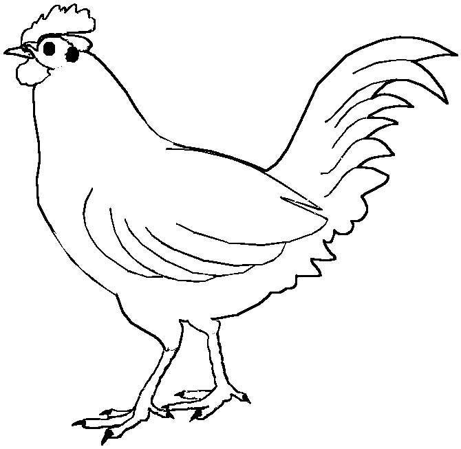 Coq en train de se pavaner dans un décor naturel