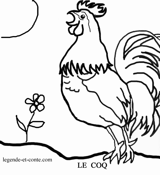 Un coq coloré dans son environnement naturel