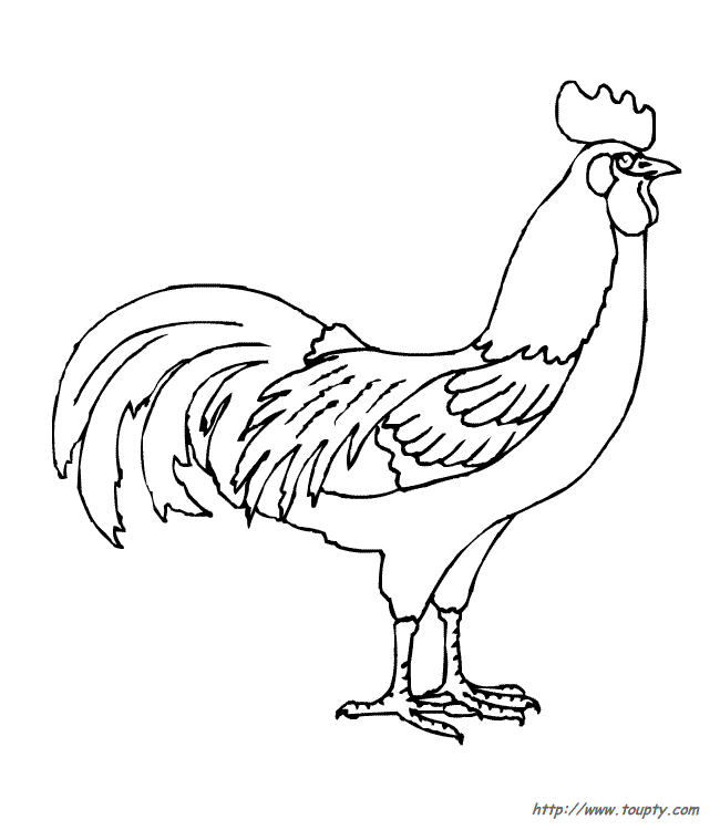 Un coq fier dans un décor champêtre