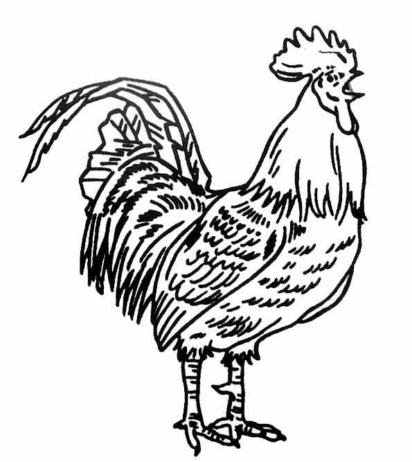 Coloriage d'un coq coloré sur un fond simple Coloriage d'un coq coloré sur un fond simple