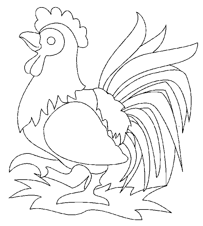 Coq vibrant de couleurs sur un fond simple
