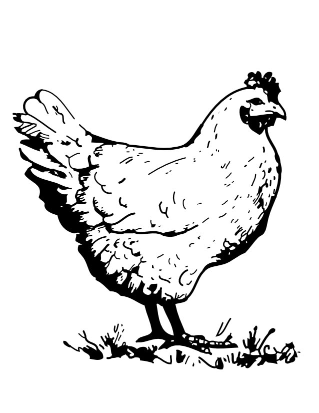 Coloriage d'un coq coloré sur un fond simple