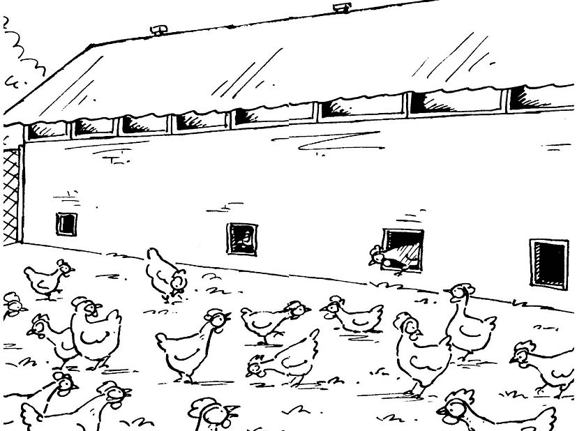 Un coq fier et coloré dans son environnement naturel