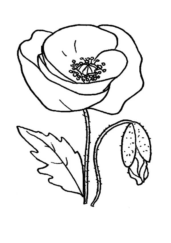 Coloriage d'un coquelicot en pleine floraison sur un fond simple