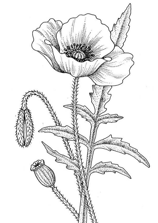 Un coquelicot en pleine floraison sur fond de nature