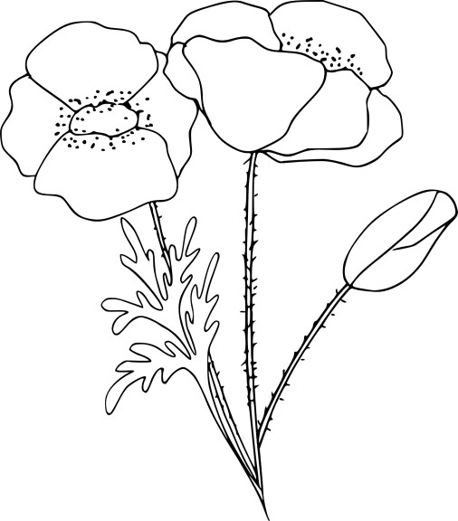 Coloriage d'un coquelicot en pleine floraison sur tige