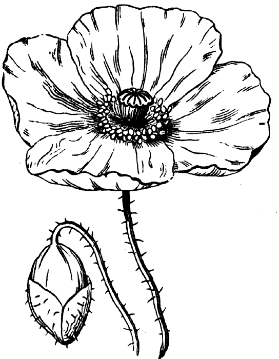 Coloriage d'un coquelicot en pleine floraison dans un cadre naturel