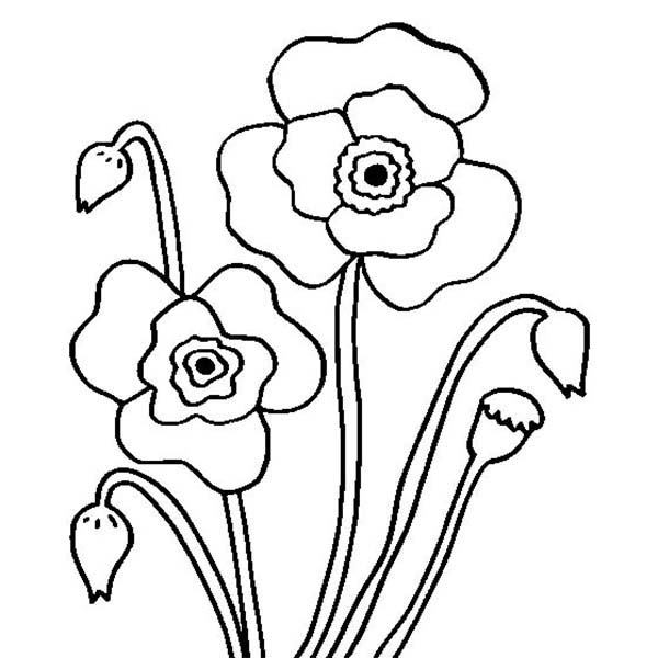 Coloriage d'un coquelicot en pleine floraison