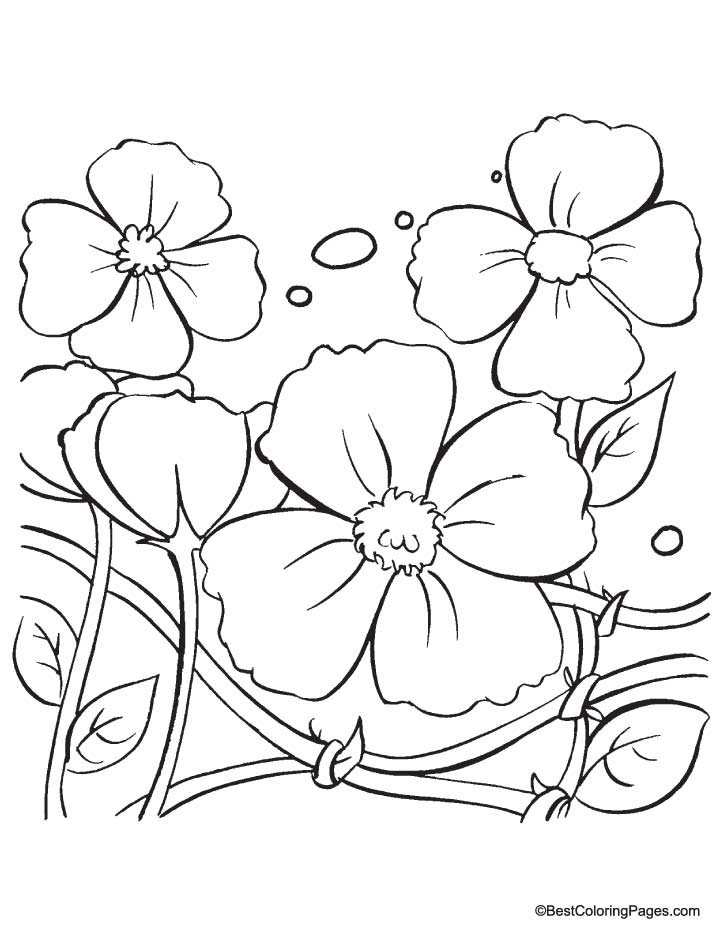 Coloriage d'un coquelicot en pleine floraison sur une tige délicate