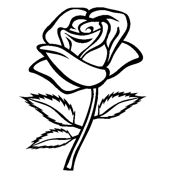 Coloriage d'un coquelicot en pleine floraison sur un fond simple