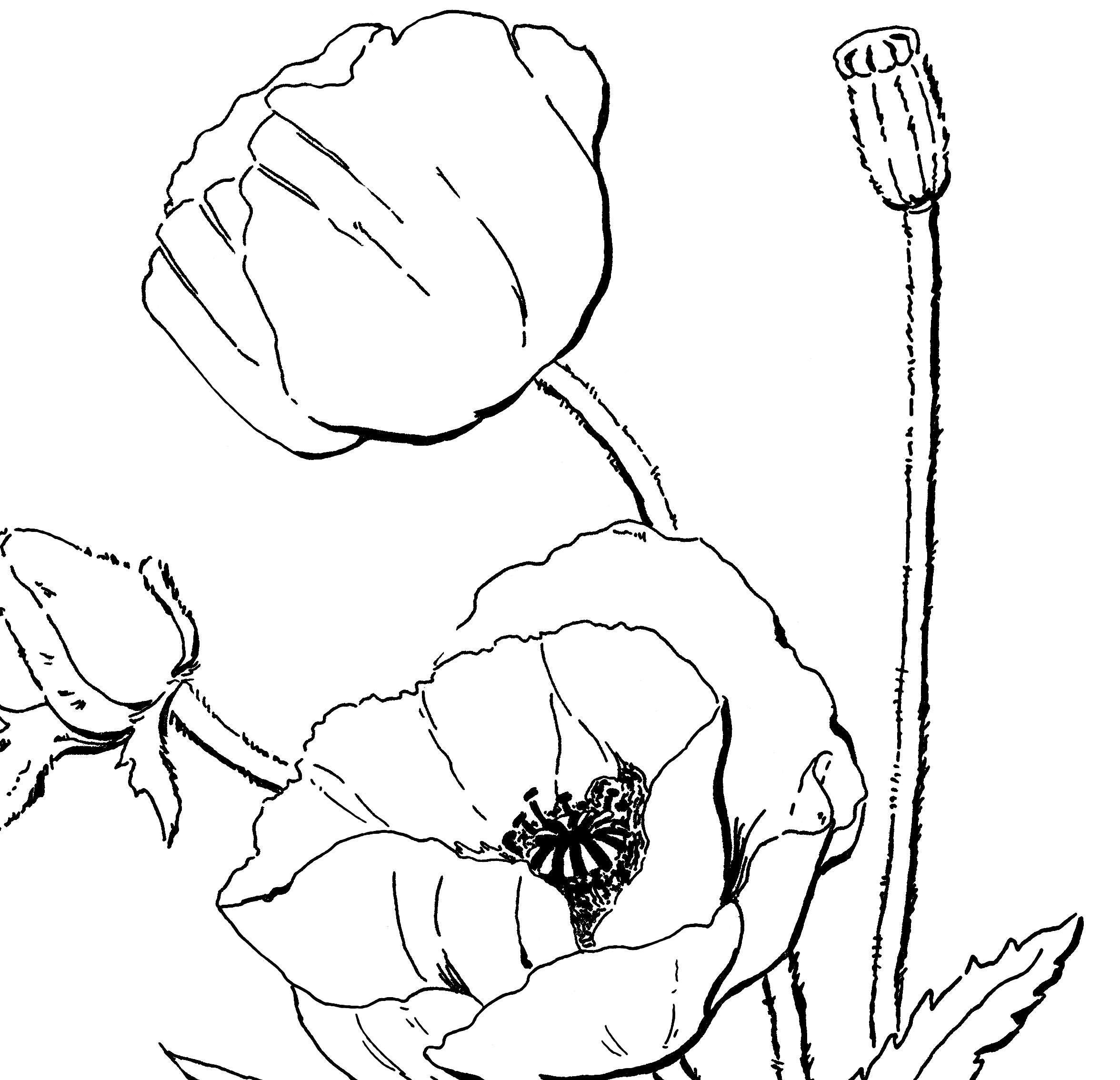 Coloriage d'un coquelicot en pleine floraison sur un fond simple