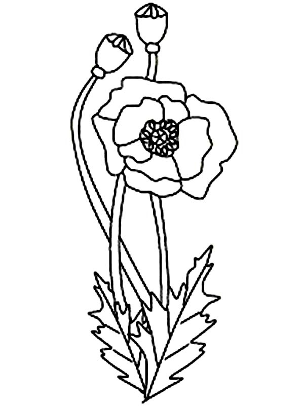 Coloriage de coquelicot avec tige et feuilles dans un décor simple