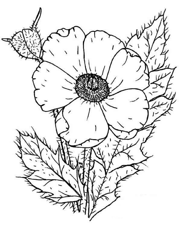 Coloriage d'un coquelicot épanoui sur tige avec des feuilles