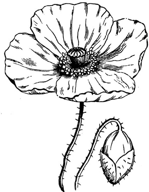 Coloriage d'un coquelicot épanoui sur fond naturel