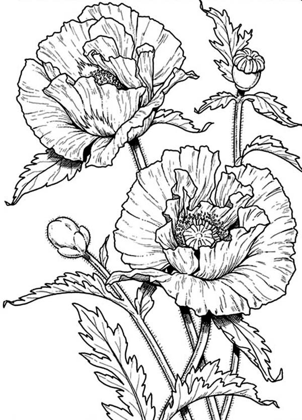 Coloriage d'un coquelicot avec tige et feuillage