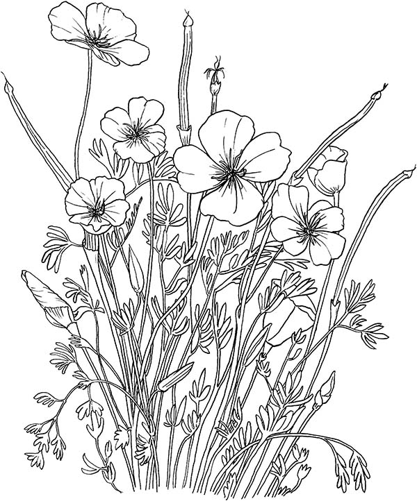 Coloriage d'un coquelicot en plein épanouissement dans un champ