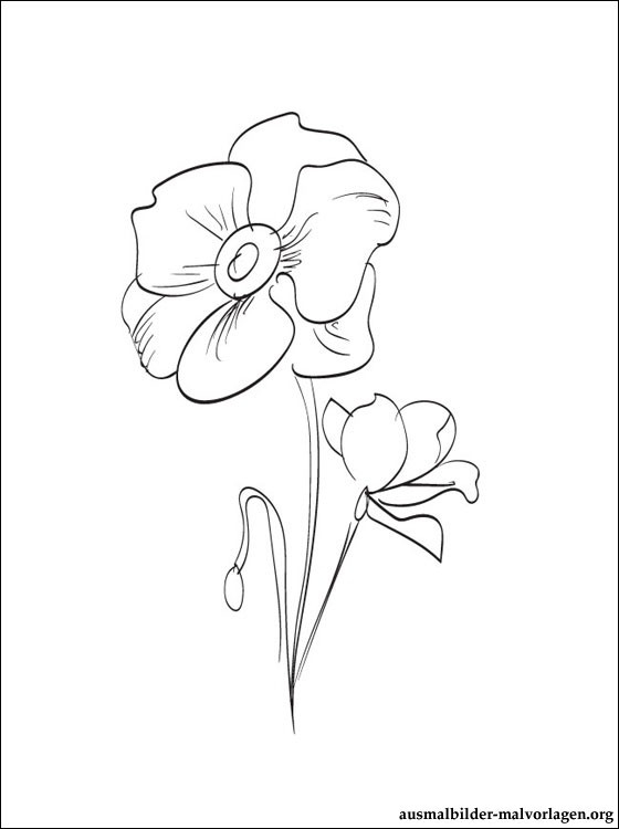 Coloriage d'un coquelicot en fleurs sur fond naturel