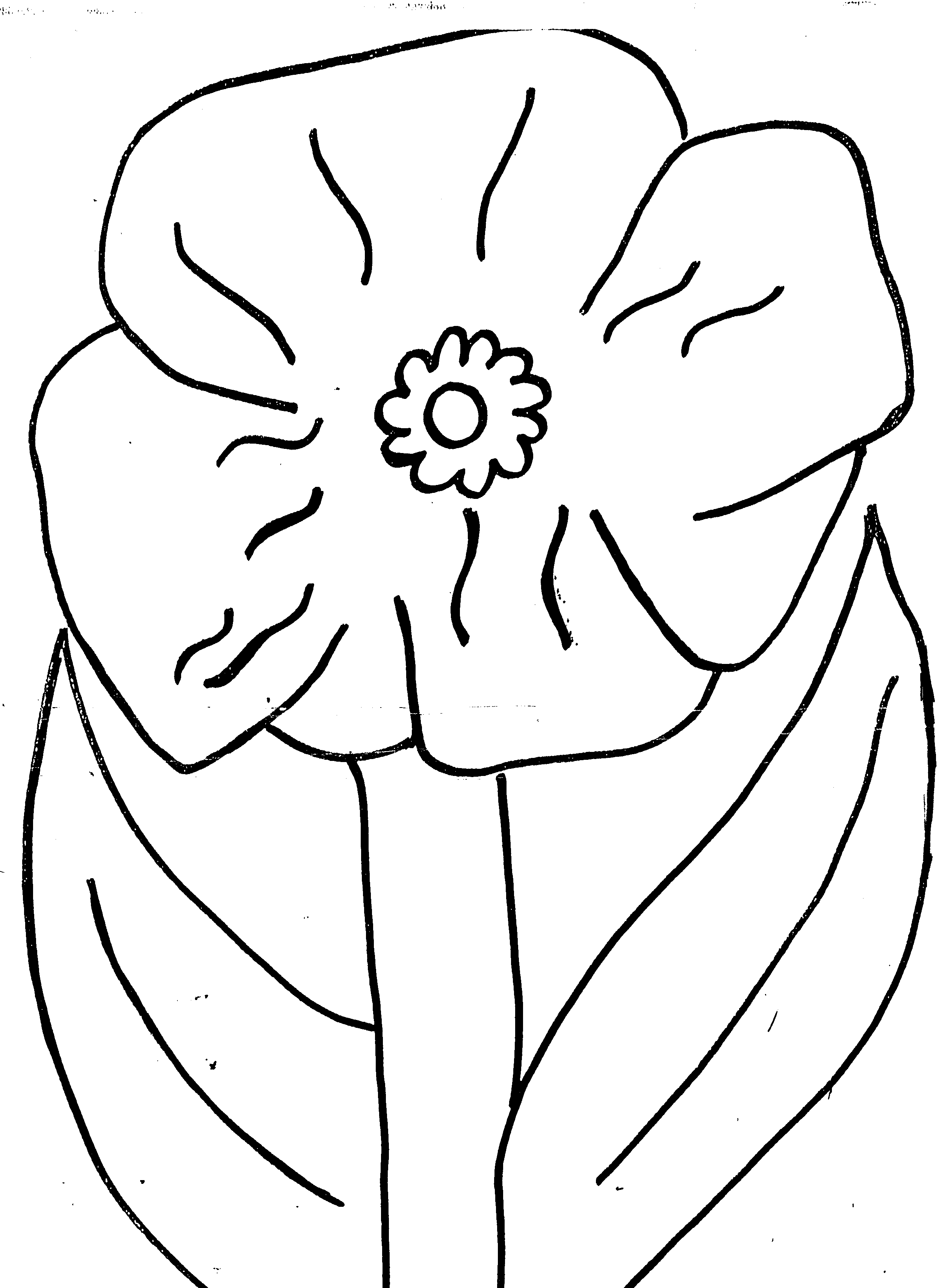 Coloriage d'un coquelicot avec ses détails naturels