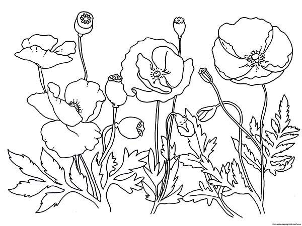 Coloriage d'un coquelicot en pleine floraison entouré de feuilles