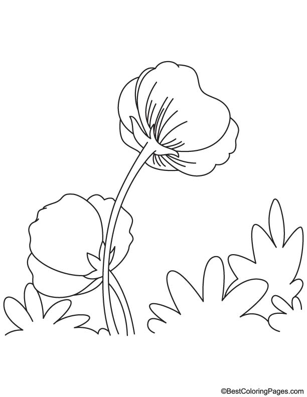 Coloriage d'un coquelicot en fleur sur un fond simple