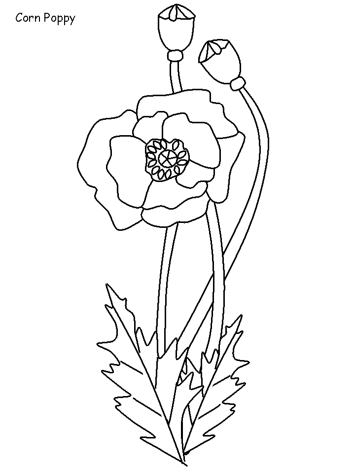 Coloriage d'un coquelicot en pleine floraison sur un fond simple