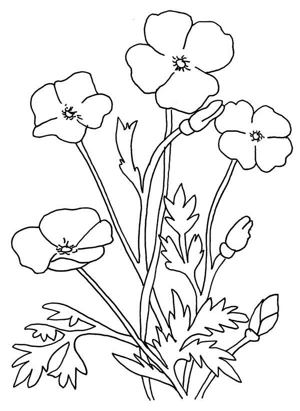 Coloriage d'un coquelicot éclatant sur fond naturel