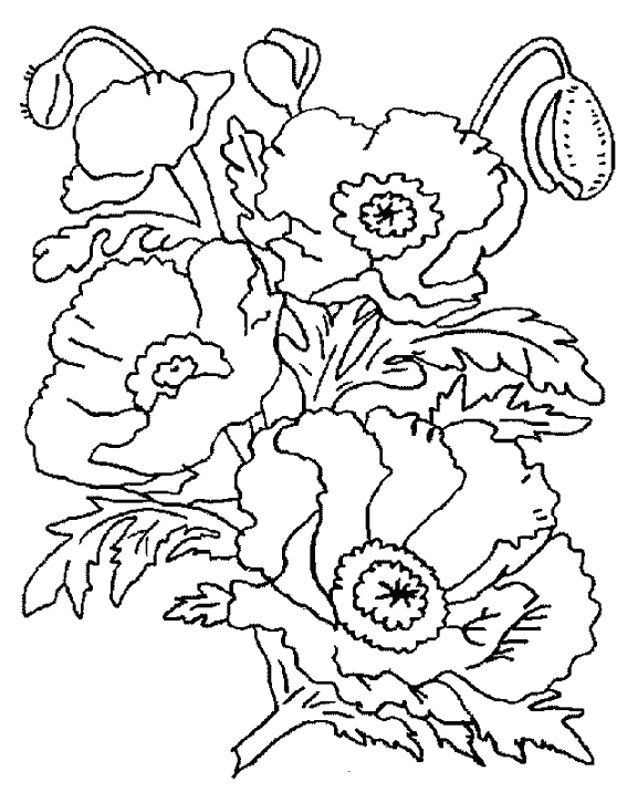 Coloriage d'un coquelicot en pleine floraison sur un fond simple