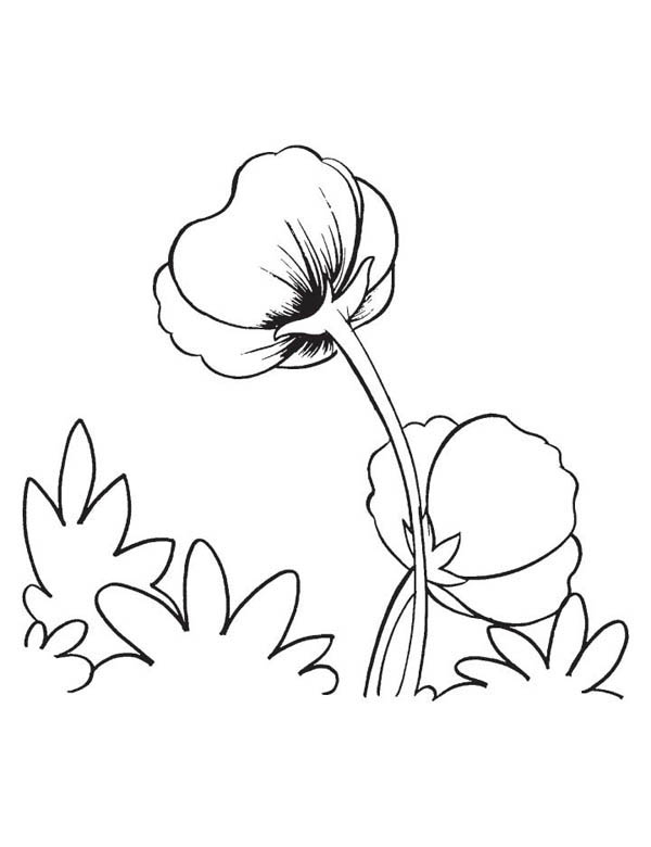 Coloriage d'un coquelicot en pleine floraison sur une tige verte