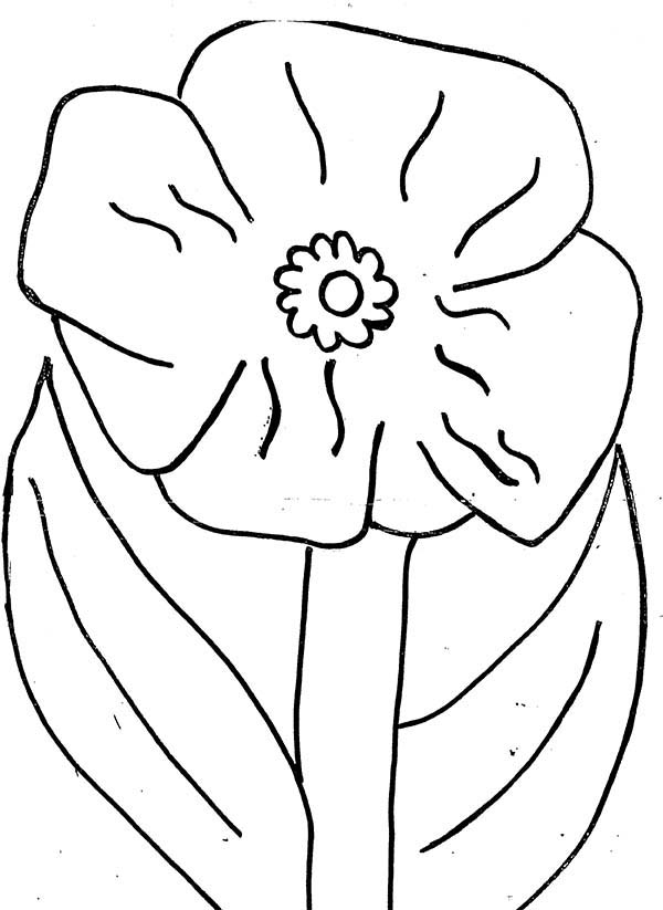 Coquelicot en fleurs sur un fond naturel