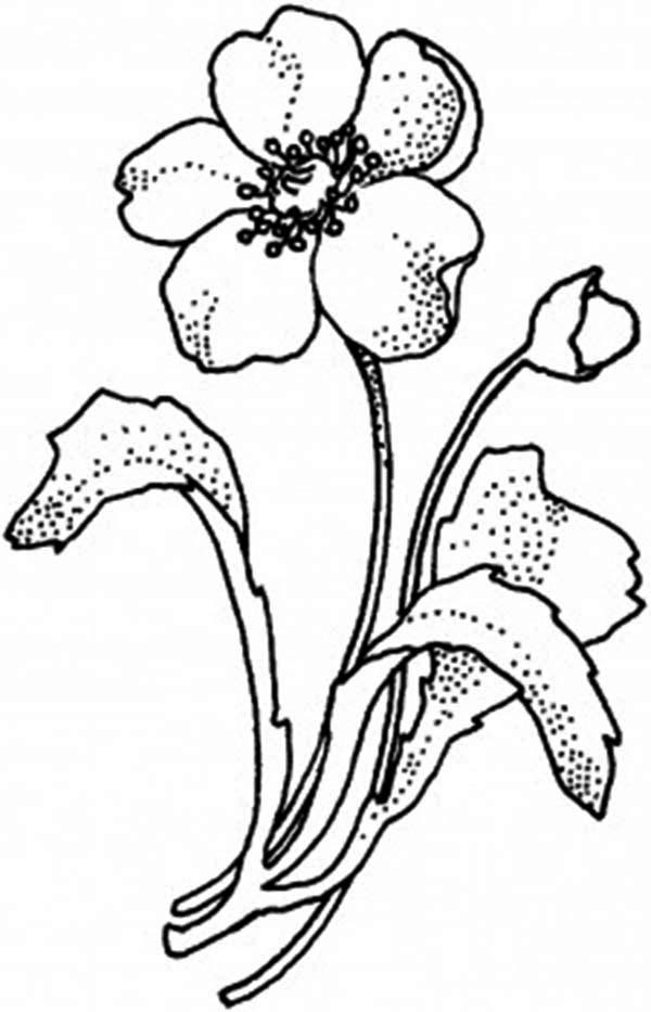 Coloriage d'un coquelicot en pleine floraison sur fond simple