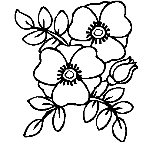 Coloriage d’un coquelicot en pleine floraison avec ses feuilles