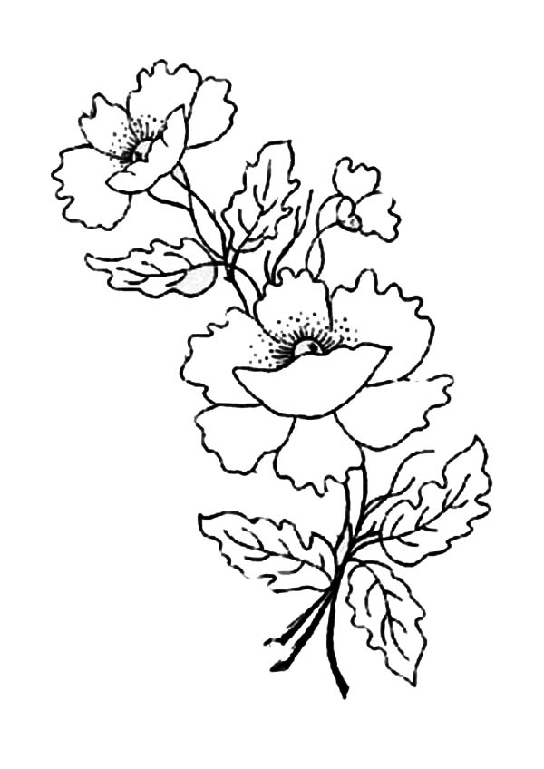 Coloriage d'un coquelicot épanoui sur fond de verdure