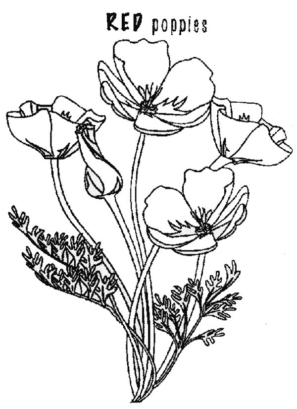 Coloriage d'un coquelicot en pleine floraison sur un fond simple