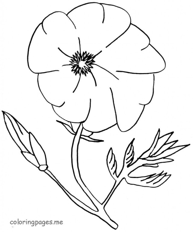 Coloriage de coquelicot en pleine floraison sur fond de verdure