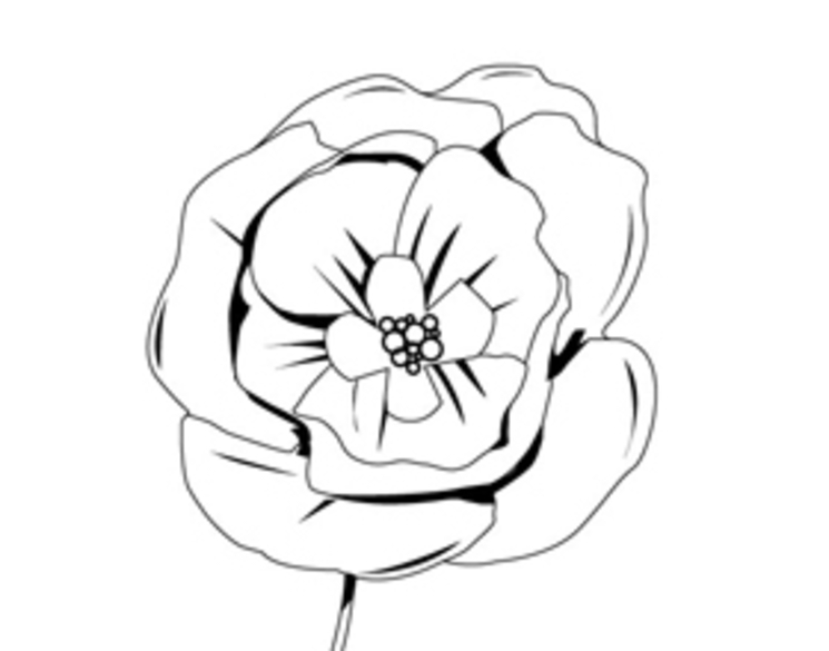 Coloriage d'un coquelicot en pleine fleur avec des feuilles